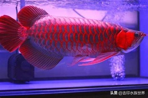 辣椒紅龍幼魚|怎樣正確認識辣椒紅龍（1號紅龍）